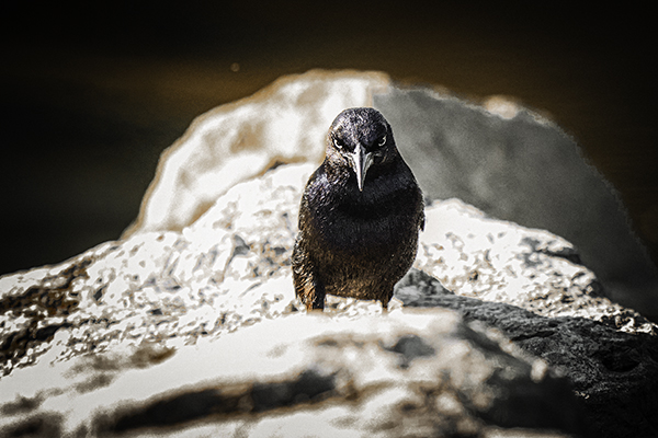 Grackle
