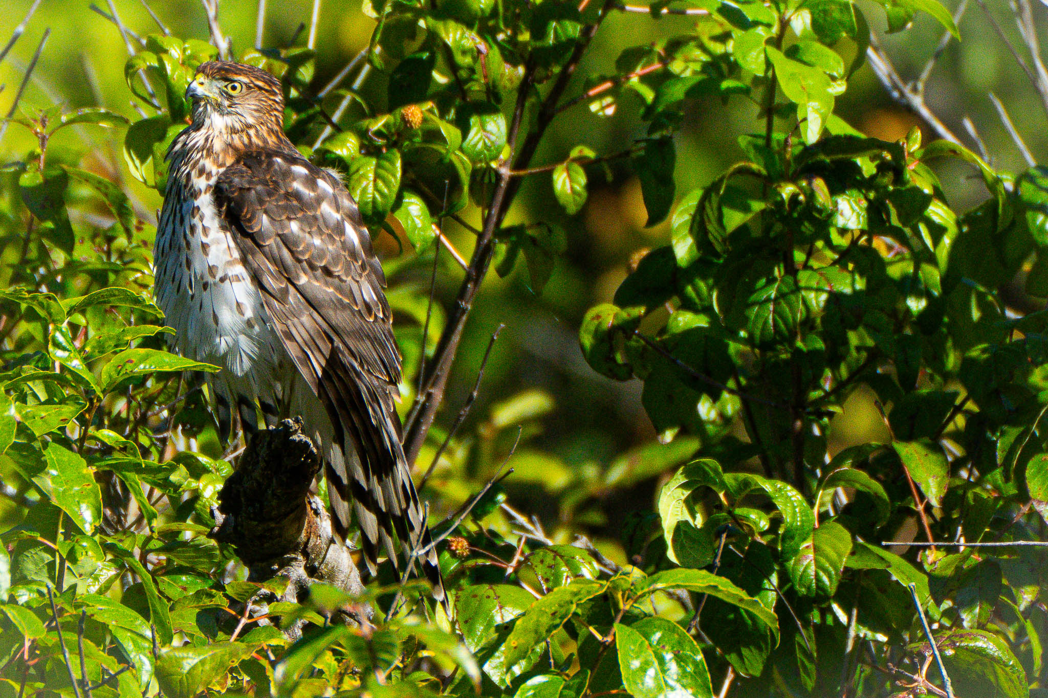 coopers hawk