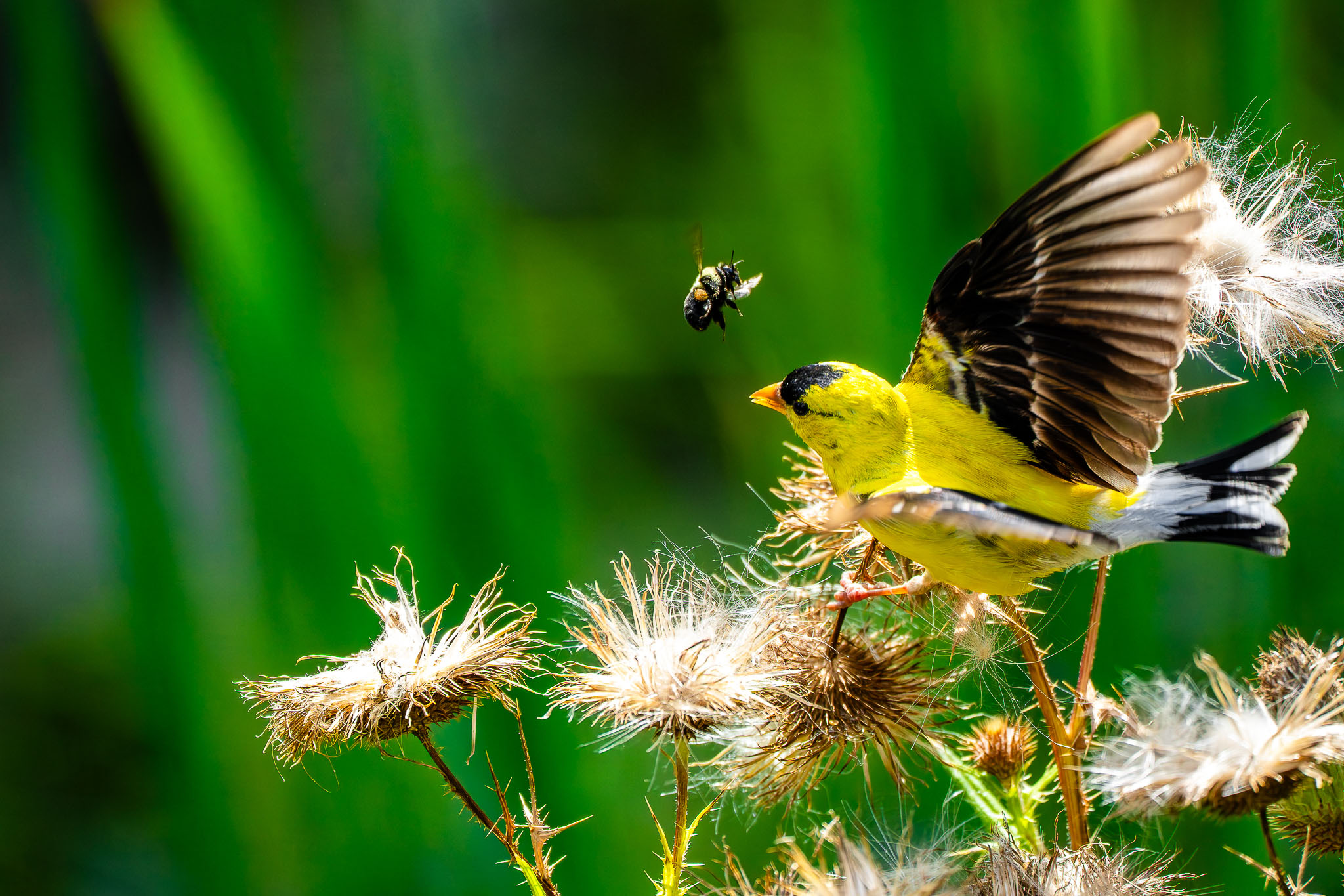 american goldfinch