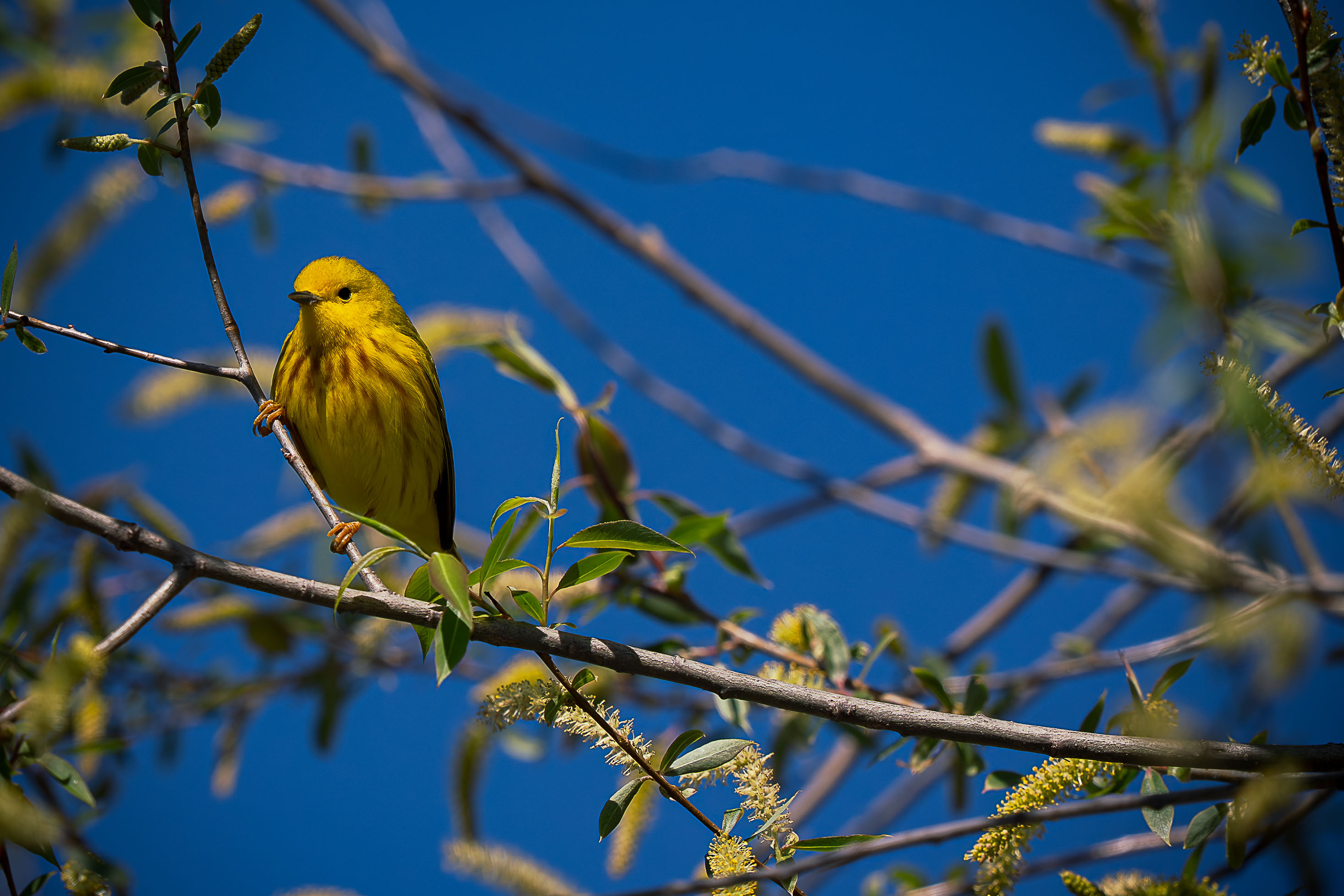 Yellow Warbler