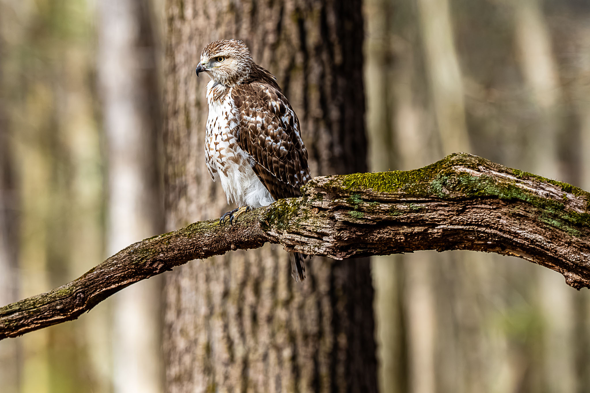 red tailed hawk